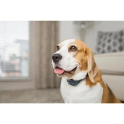 PetSafe ANTI ABOIEMENT SONORE RECHARGEABLE -Camping Randonnée Magasin anti aboiement sonore rechargeable 6