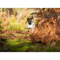 PACK COLLIER + TÉLÉCOMMANDE DE DRESSAGE POUR CHIEN NUM'AXES CANICOM 1500 -Camping Randonnée Magasin pack collier telecommande de dressage pour chien numaxes canicom 1500 3